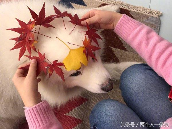 怀孕就不可以养狗？牵他进门就应照顾一生，养犬人都应该知道！