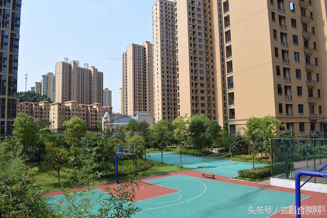 蕨类植物微景观组合,蕨类植物造景