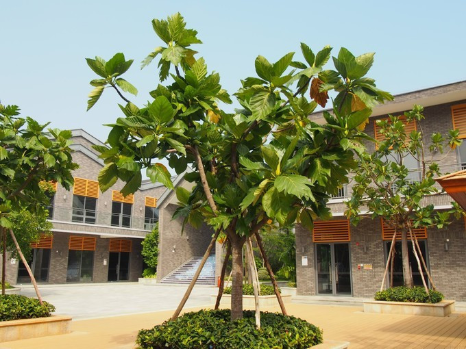 七夕去哪儿约会附近,七夕三亚旅游攻略