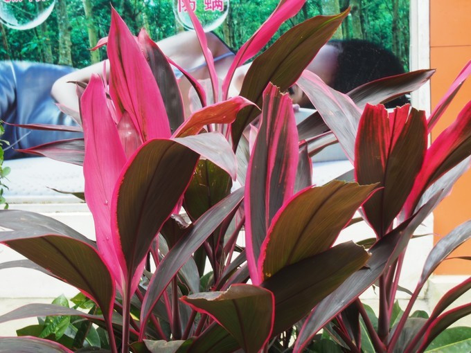 闺蜜三亚游详细攻略,七夕去哪里玩比较浪漫三亚