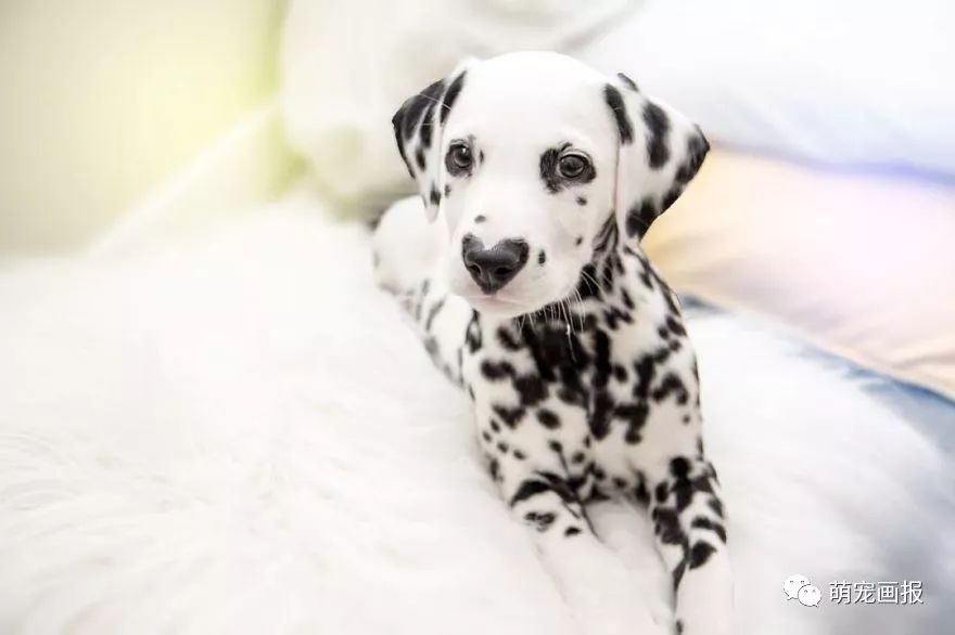 爱心形状的斑点狗,斑点狗聪明可爱
