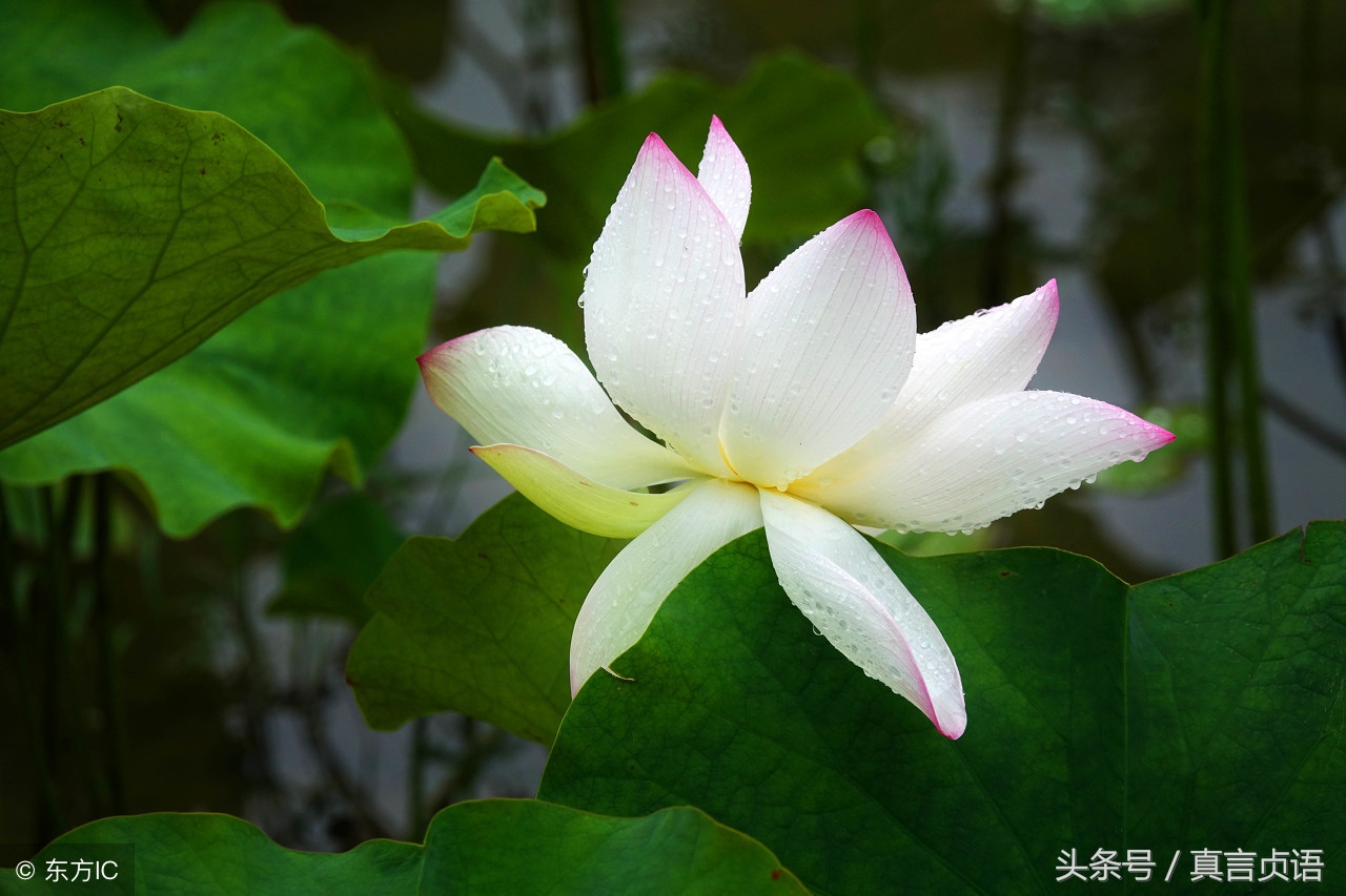 张国栋原创,张国栋原创音乐