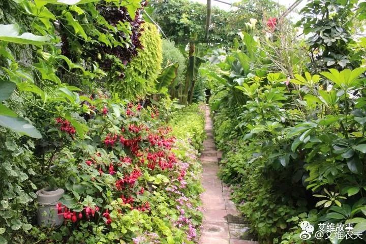 艾维农夫农场鱼菜共生,艾维徐箴言鱼菜共生系统设计建造