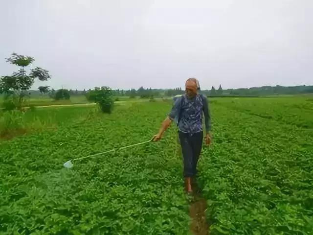 多效唑加芸苔素可以用吗,赤霉素加芸苔素怎么使用