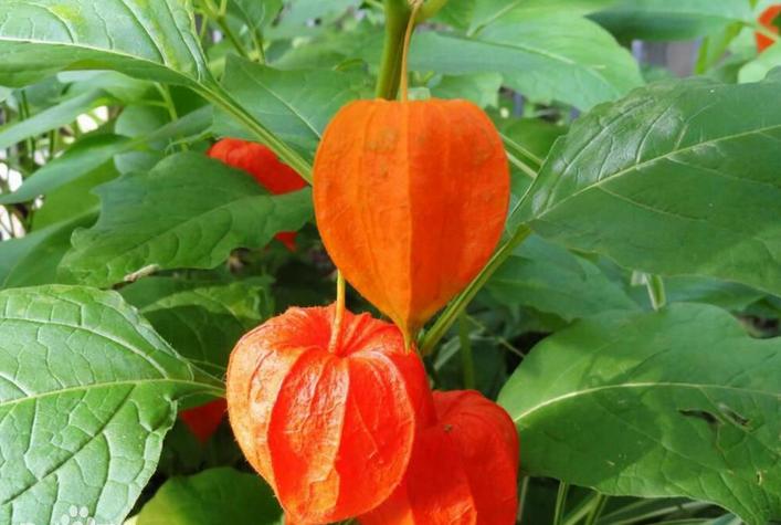 <html>
<head><title>502BadGateway</title></head>
<body>
<center><h1>502BadGateway</h1></center>
<hr><center>nginx</center>
</body>
</html>
<!--apaddingtodisableMSIEandChromefriendlyerrorpage-->
<!--apaddingtodisableMSIEandChromefriendlyerrorpage-->
<!--apaddingtodisableMSIEandChromefriendlyerrorpage-->
<!--apaddingtodisableMSIEandChromefriendlyerrorpage-->
<!--apaddingtodisableMSIEandChromefriendlyerrorpage-->
<!--apaddingtodisableMSIEandChromefriendlyerrorpage-->
