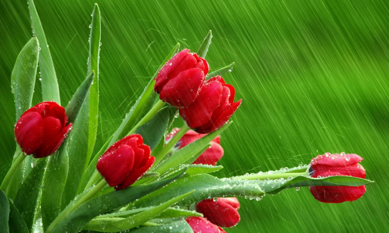 送花怎么选择合适的花,送花的意义在哪里