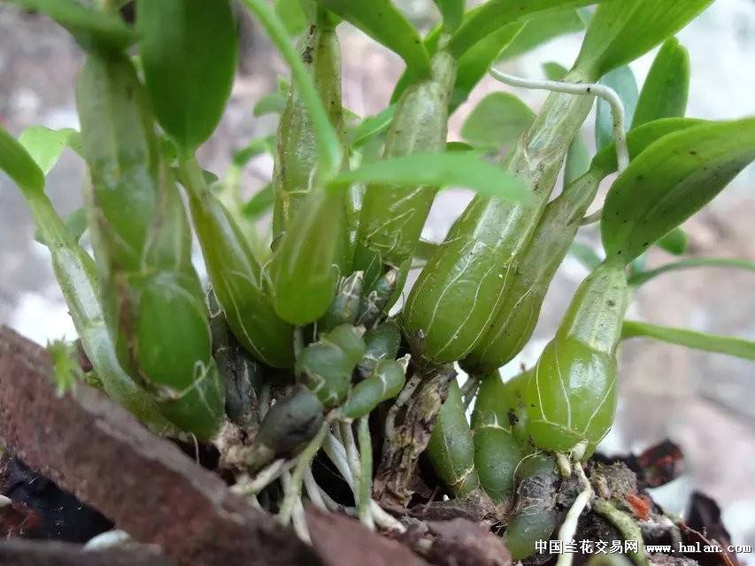 关注健康，宗客网是认真的！石斛酒了解一下？