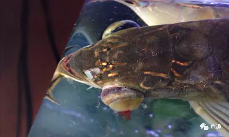 龙鱼眼睛撞破了怎么办,龙鱼吓到了要多久恢复