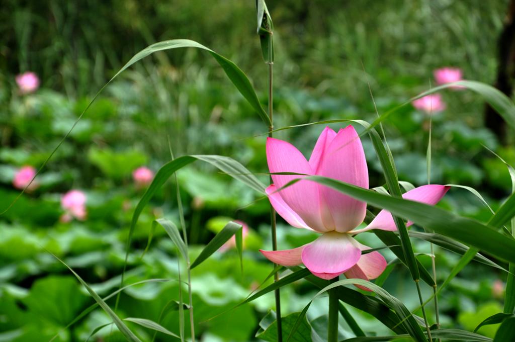 七夕赏荷去！微山湖红荷节将于8月16号开幕