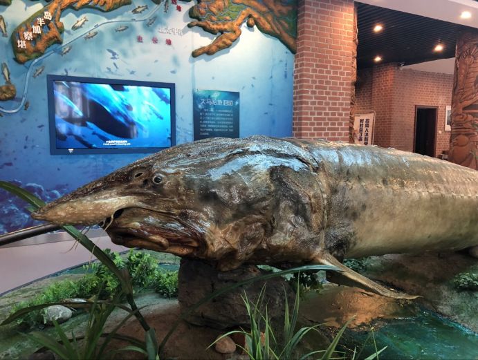 看日出、逗黑熊……从抚远出发穿越“两极”