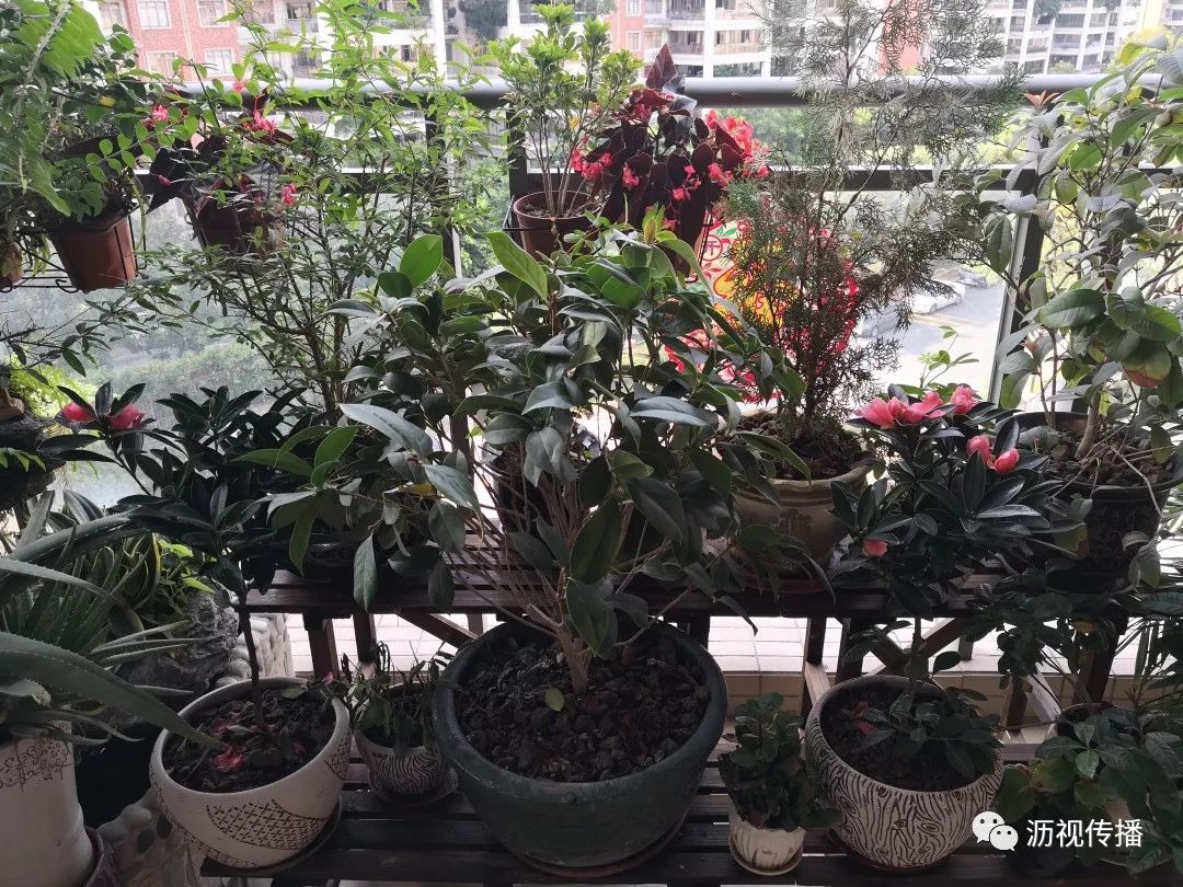 最美庭院评选,寻找最漂亮的花园小院