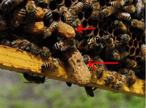 诱入蜂王最快最安全有效的方法,怎么找新蜂王最快最有效