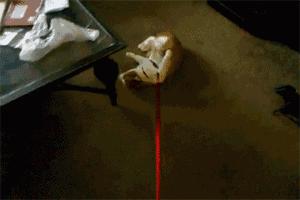 遛猫的人都被难哭了，遛狗的人……怎么也哭了？！