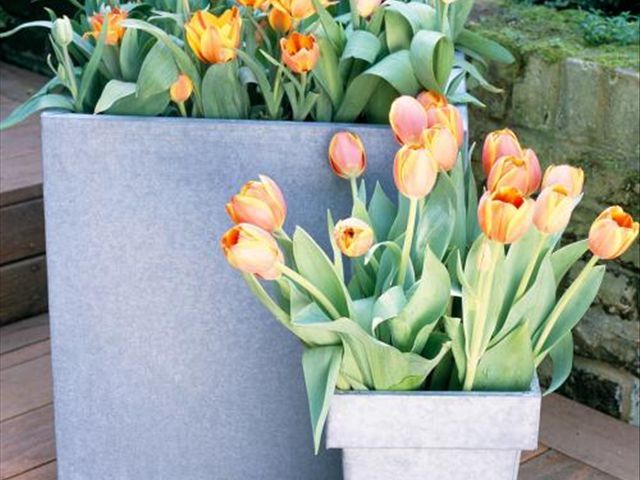 水培郁金香为啥发出来的芽发黄,郁金香叶子发黄怎么回事