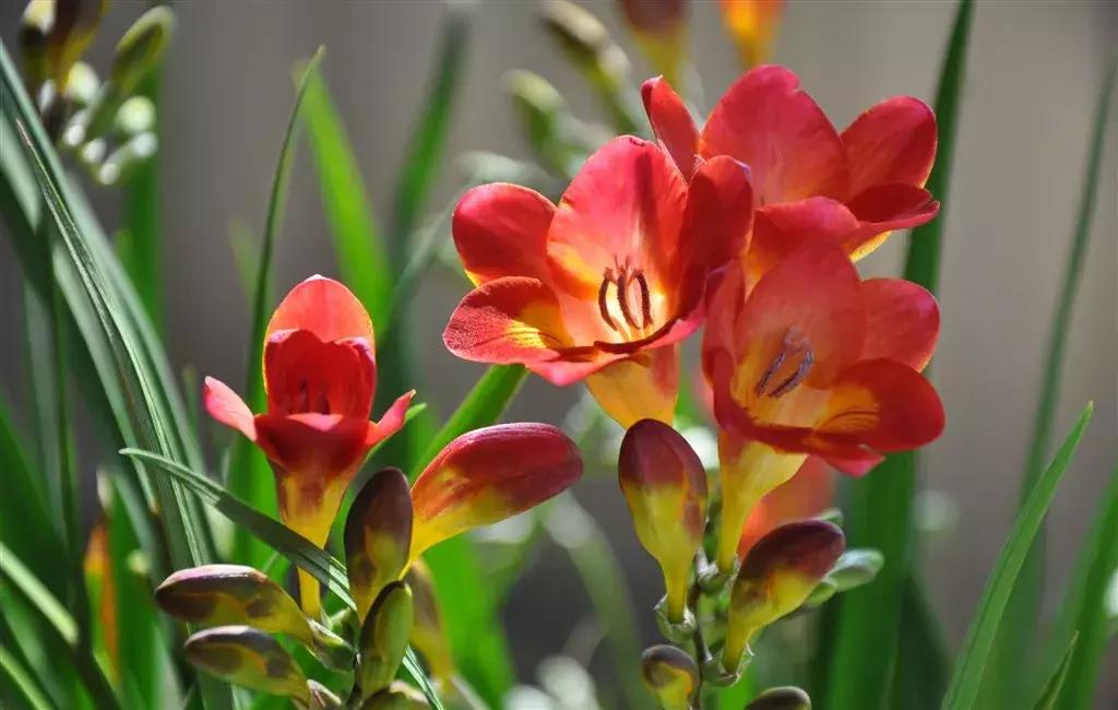 经典花卉品种推荐,现在最适合养的花卉品种