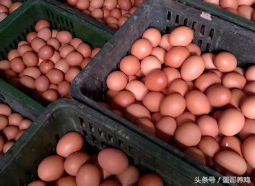 蛋鸡总是啄蛋怎么办,蛋鸡隔窝下蛋怎么办