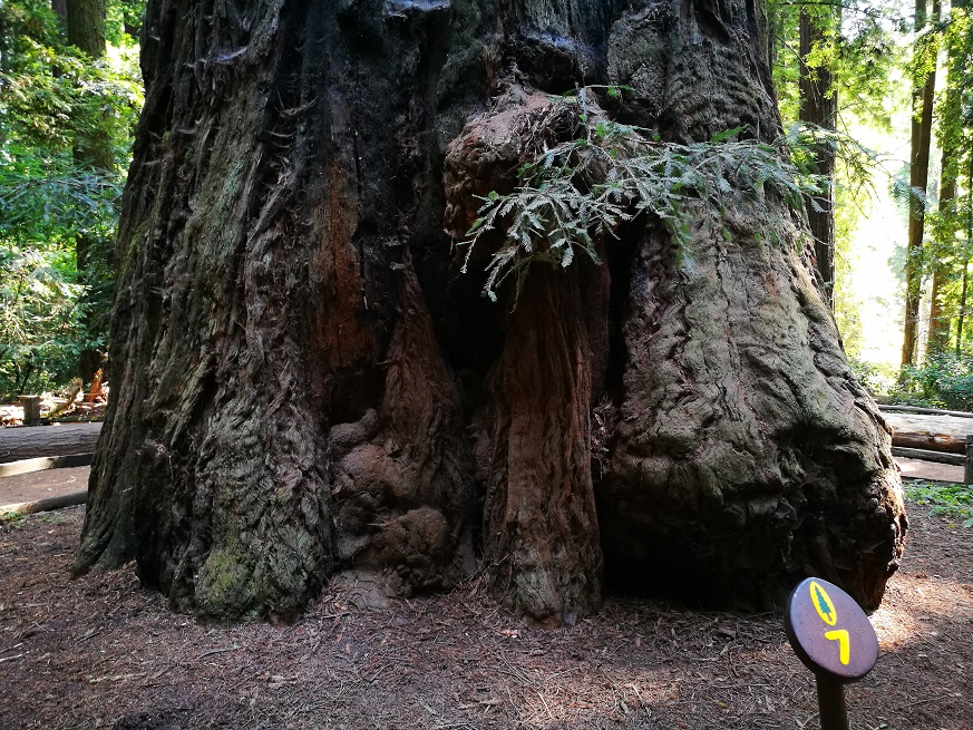 原始森林房车游记,红杉林房车自驾游