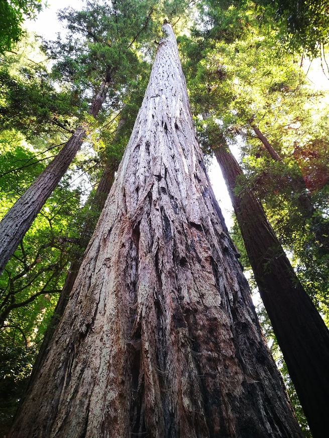 原始森林房车游记,红杉林房车自驾游