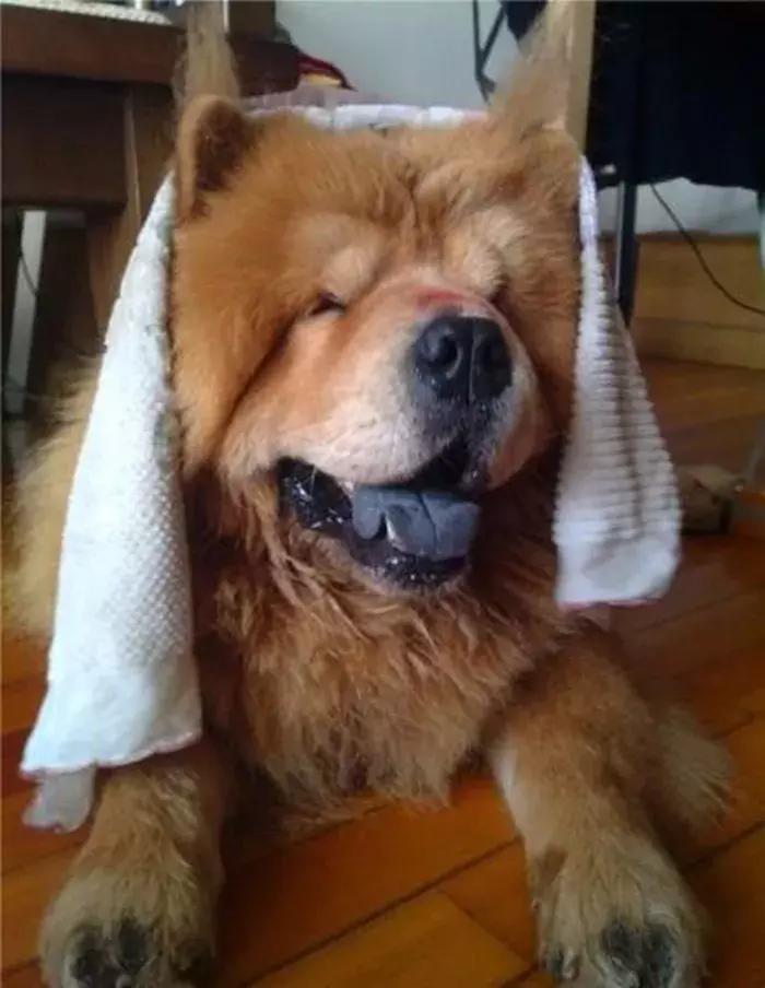 主人送狗狗去寄养,夏天怎样预防宠物狗中暑