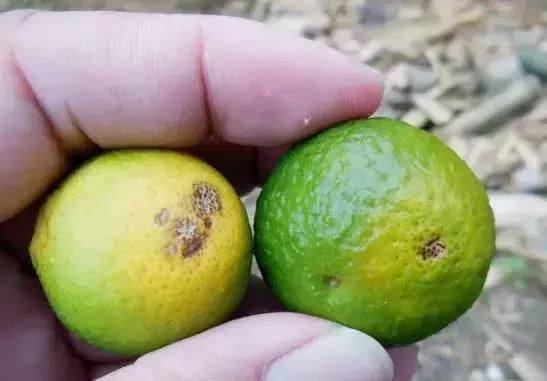 柑橘潜叶蛾吡虫啉,柑橘吸果夜蛾怎么防治