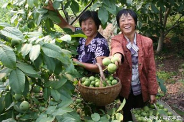 核桃病虫害防治妙招,核桃病虫害防治最佳时间