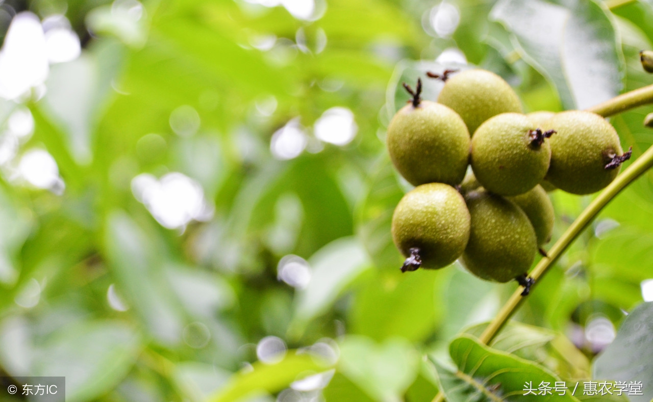 核桃病虫害防治妙招,核桃病虫害防治最佳时间