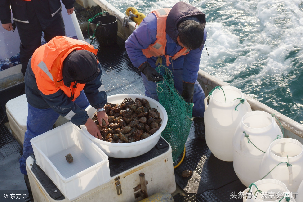 大连海参价格走向,今年大连海参的价格多少钱一斤