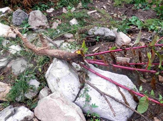 一盘“秋葵”下肚，济南一男子失去意识！菜市场里的这些“毒菜”看清楚了，千万别买错了！