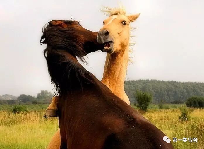 七夕到了单身狗有话要说,七夕快到了准备吃狗粮