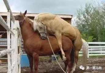 七夕到了单身狗报告,七夕快到了依然是单身狗