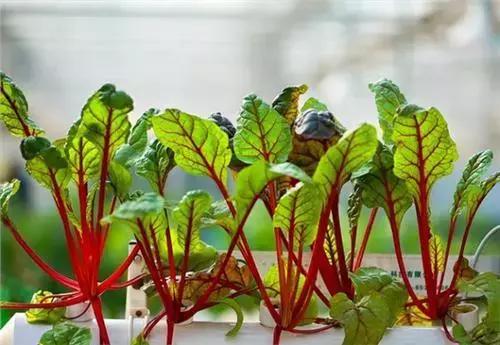 封闭小阳台种菜新手入门教程,家里小阳台种菜怎么种