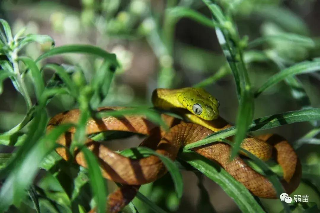 西双版纳四日博物之旅，都有哪些新发现