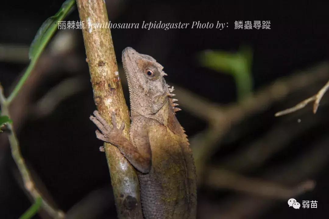 西双版纳四日博物之旅，都有哪些新发现