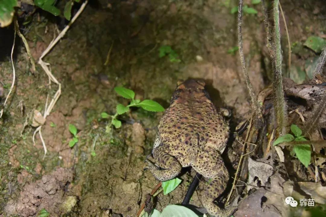 西双版纳四日博物之旅，都有哪些新发现