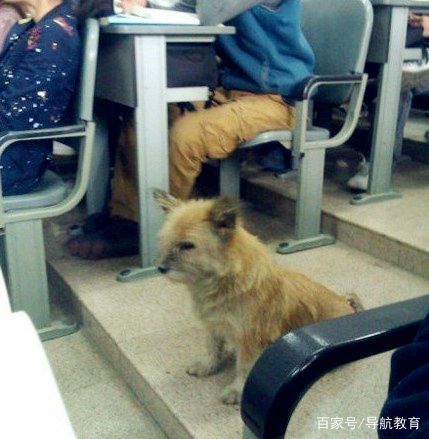 盘点各大高校宠物,这些呆萌可爱的萌宠你爱了吗