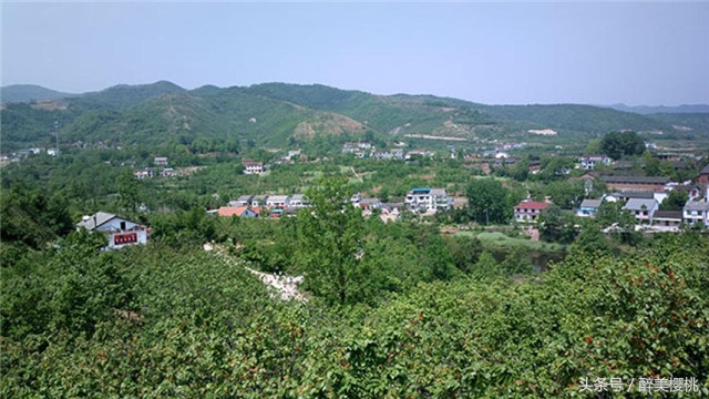 大樱桃最好种植方法,教你科学种植大樱桃车厘子树