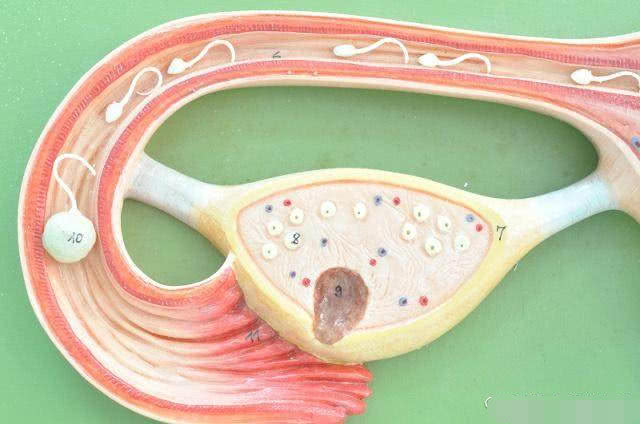 精子排出后就会活动吗,精子和卵子结合后能活多久