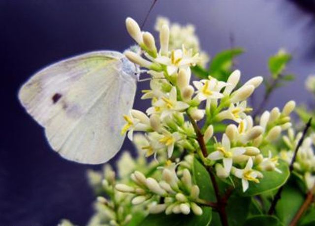 米兰花掉叶子的原因与解决方法,米兰花叶片发黄掉落怎么救