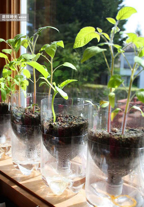变废为宝自制栽培绿植器皿,塑料瓶创意绿植盆栽旧物利用