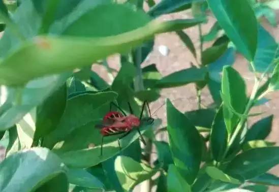 柑橘果树诱捕害虫方法,柑橘幼果病害预防