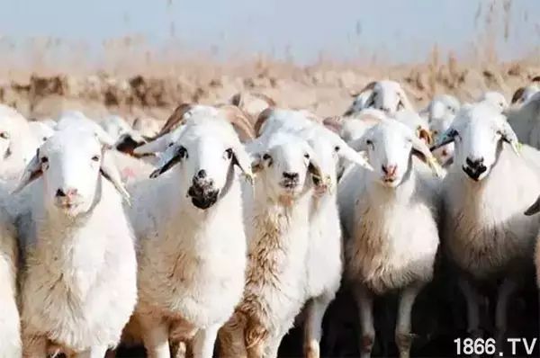 世界最好的羊种排名,世界上最好的羊是哪个羊