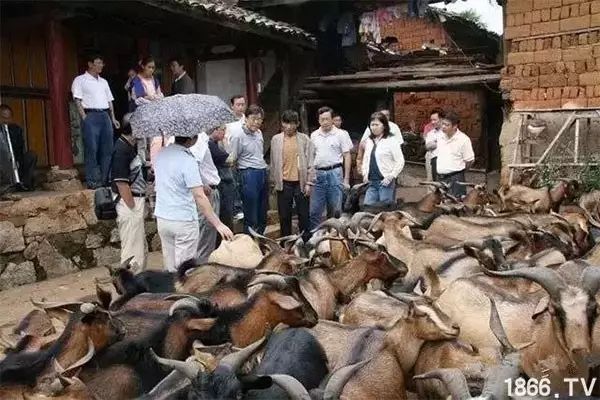 世界最好的羊种排名,世界上最好的羊是哪个羊