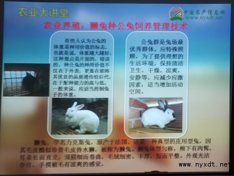 畜牧养殖技术兔子,獭兔种公兔几个成年