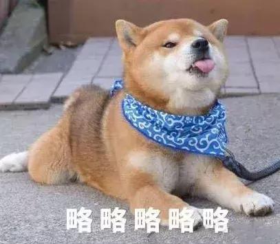 宠物医院里面的狗狗都怎么样了,福懋动物医院狗一直掉毛正常吗