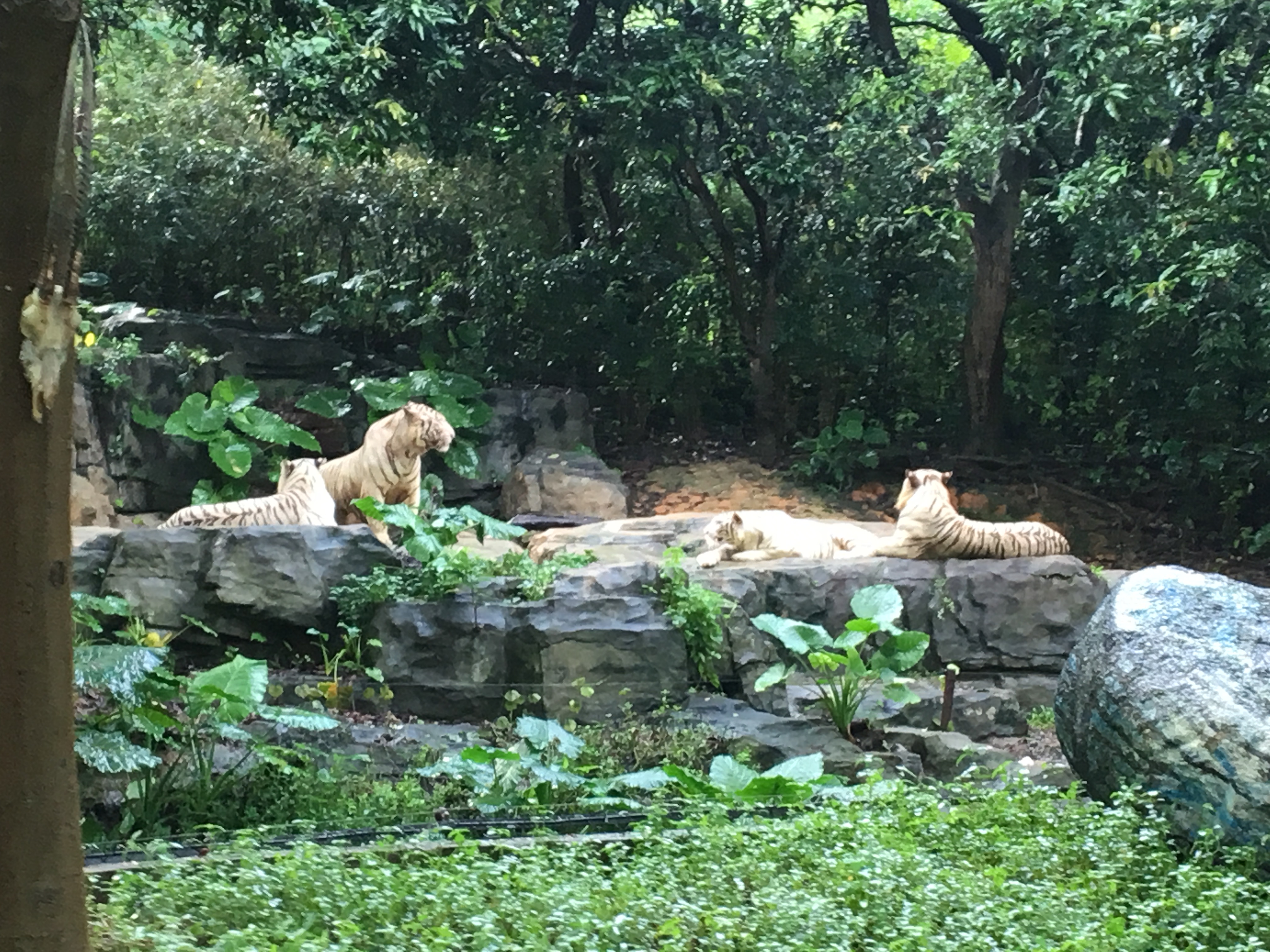 长隆野生动物园游玩攻略,长隆野生动物园