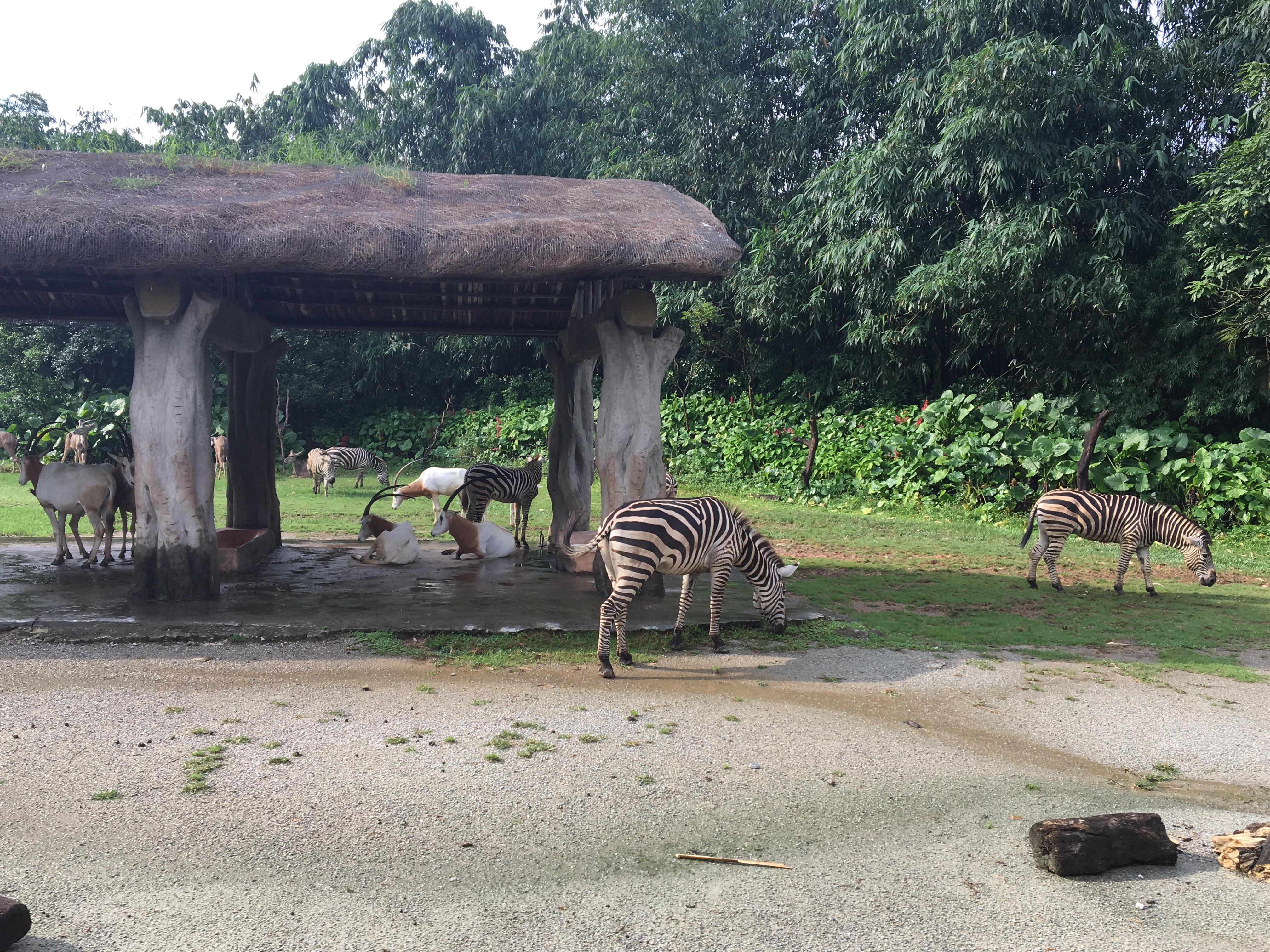 长隆野生动物园游玩攻略,长隆野生动物园