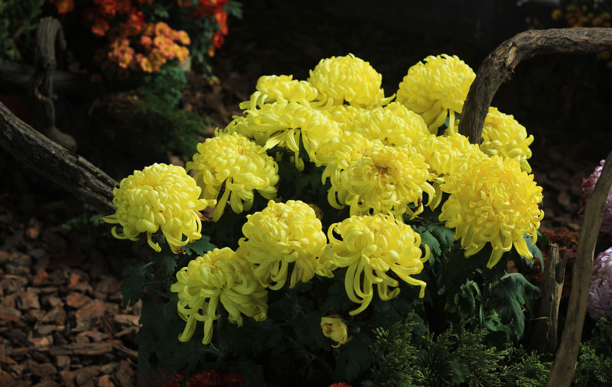 说文解字第263讲,说文解字第56课