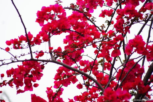 北方花园庭院里的好运风水植物,适合风水好的庭院爬墙的植物
