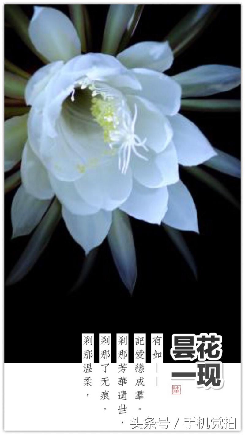 七夕节适合表白的数字浪漫,七夕送玫瑰花卡片写什么情话