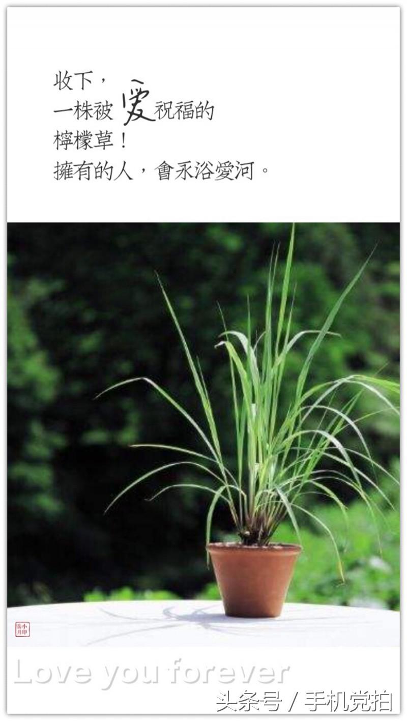 七夕节适合表白的数字浪漫,七夕送玫瑰花卡片写什么情话